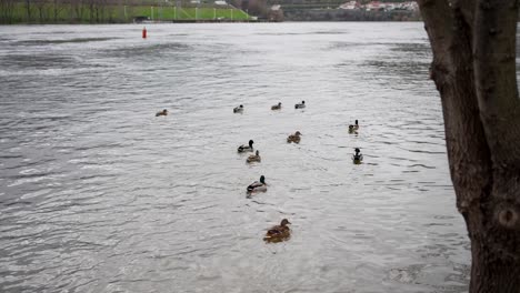 ducks swimming in a rippling river