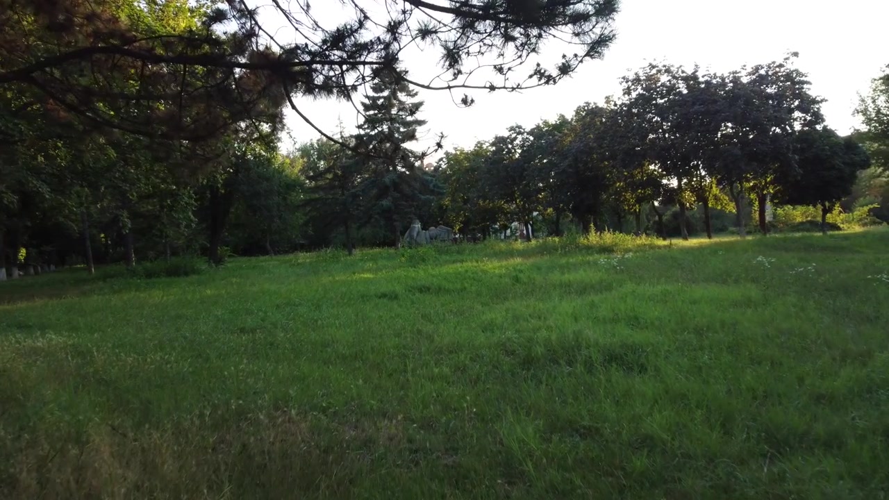 Fly between the trees over the grass