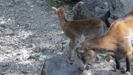 Close-up-of-cute-Mouflon-Family-foraging-for-food-on-rocky-ground-in-wilderness