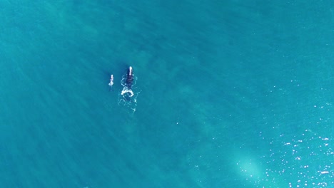 two whales swimming together on the immensity of the ocean - aerial top down wide shot