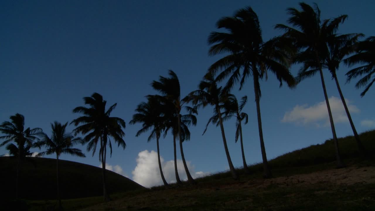 palmeras soplan en el viento en una playa tropical remota