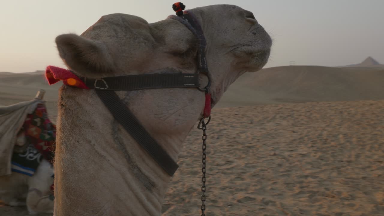el atardecer en el desierto, los camellos acostados en la arena. egipto