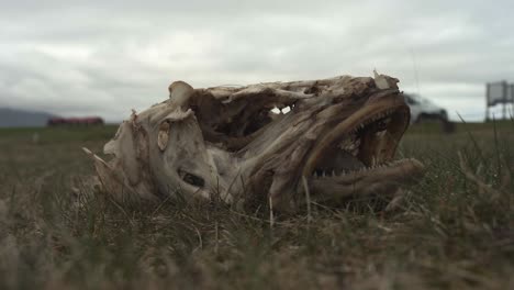 un esqueleto de pez gigante tendido en la playa podrido con moscas y hierba seca lloviendo sobre la cabeza