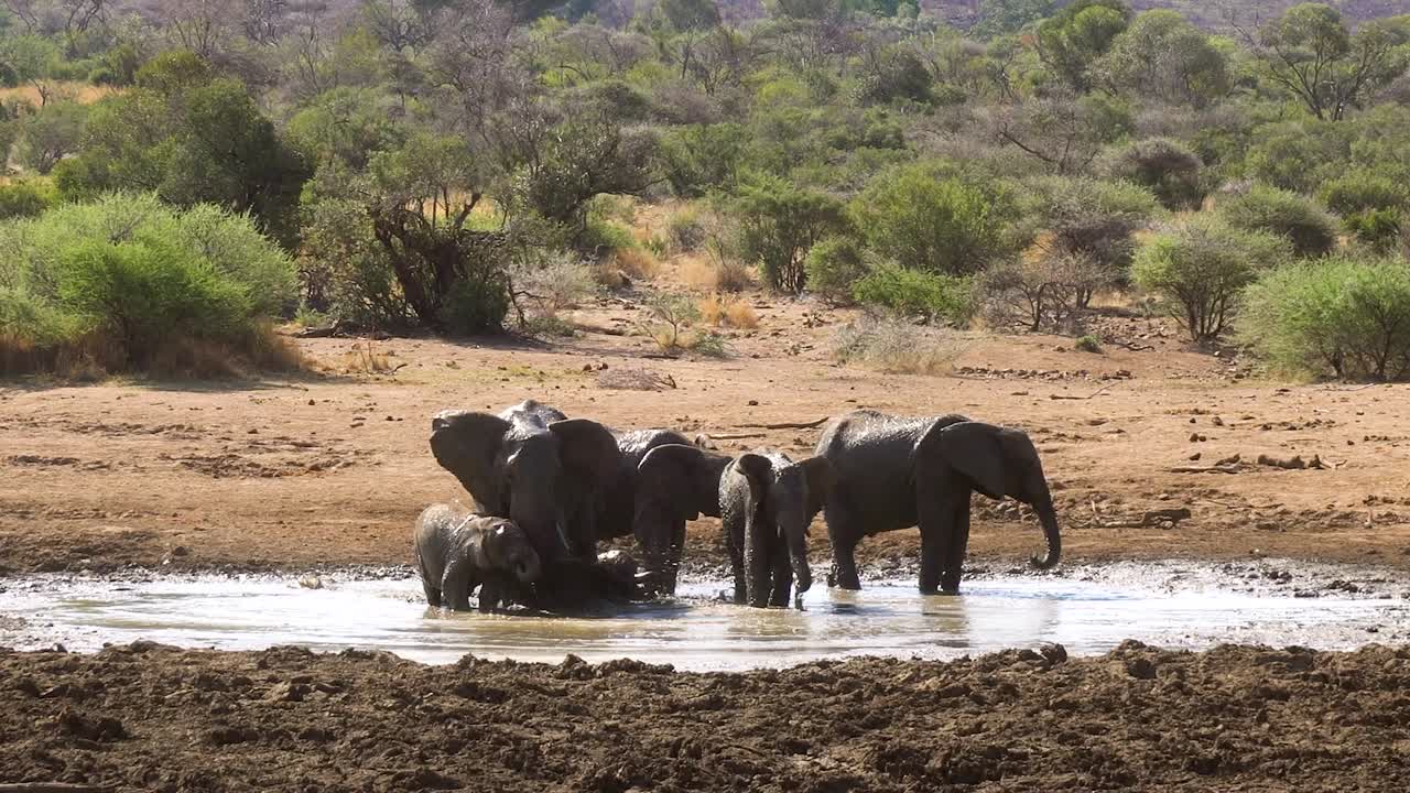 un primer plano de una familia de elefantes africanos tomando un baño de barro