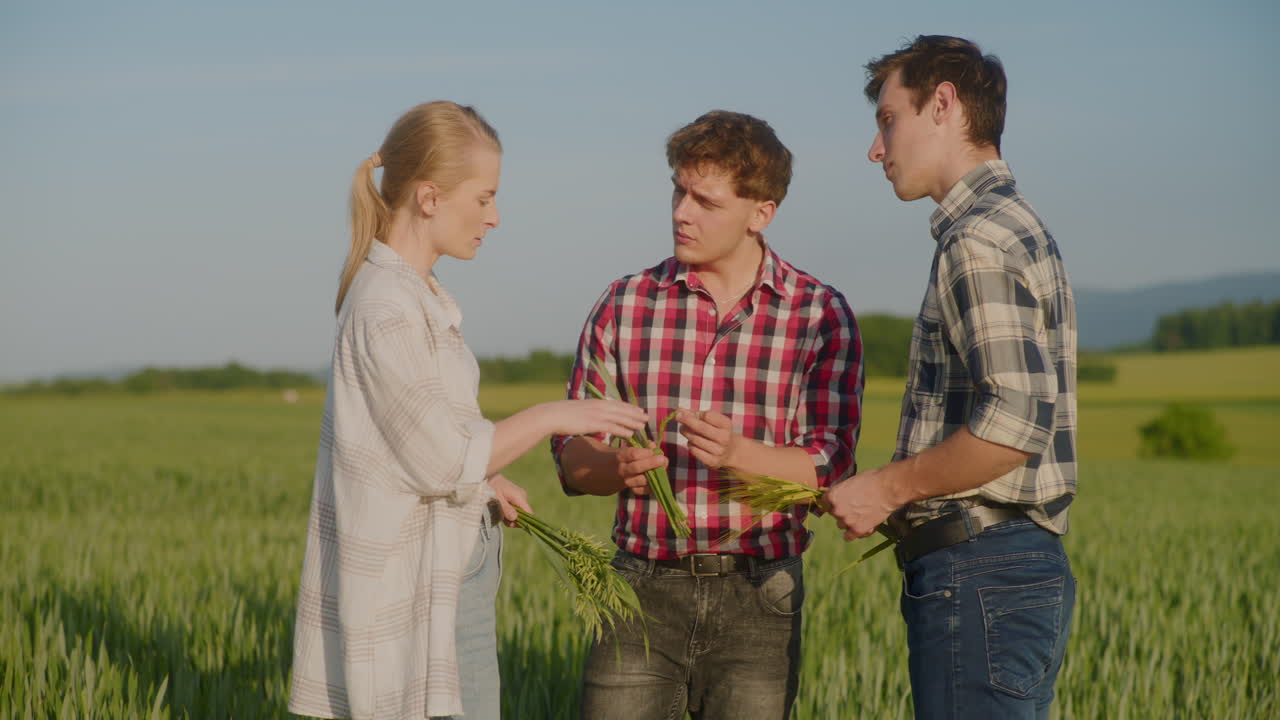 Farmers Examine Wheat Ears and Talk to Each Other
