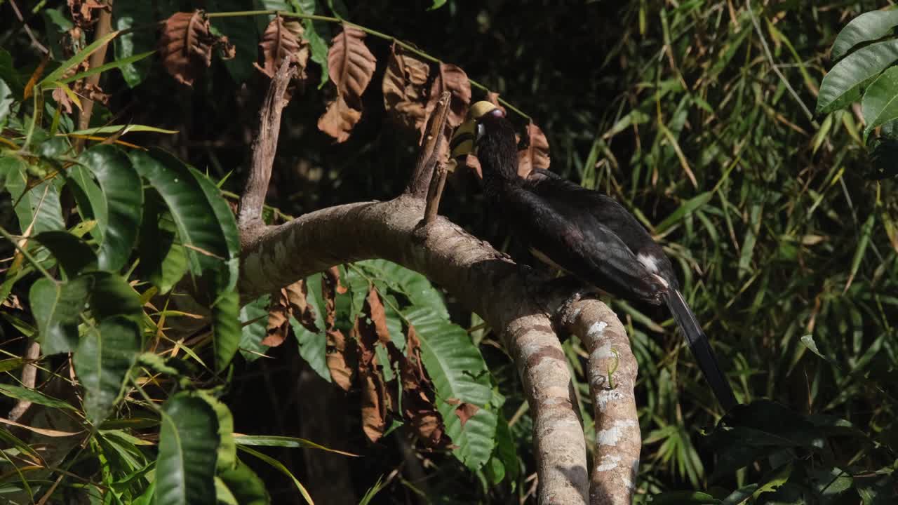 cálao de varios colores oriental anthracoceros albirostris visto en la parte superior de una rama con la boca abierta mirando de izquierda a derecha durante la tarde, parque nacional de khao yai, tailandia