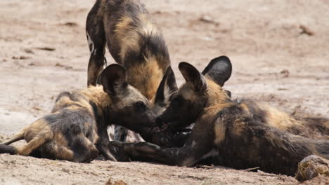 Un-Grupo-De-Perros-Africanos-Pintados-Peleándose-Por-La-Carne-De-Los-Animales.