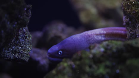 eel is looking from the underwater cave in the tropical aquarium