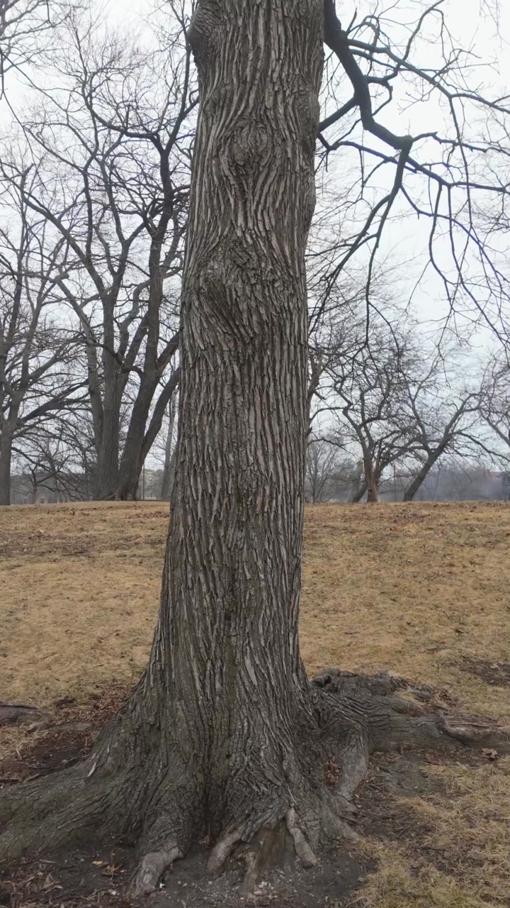 A bare tree in a park on a cold winter day surrounded by other trees without leaves.