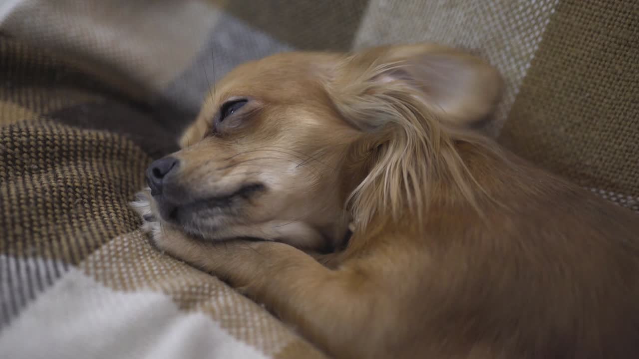 adorable perro gracioso chihuahua duerme en cuadros, la mano de una persona acaricia a una mascota dormida
