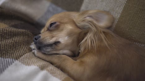 사랑스러운 재는 개 치후아하 (chihuaha) 는 카레드 위에서 잠을 자고, 한 사람의 손은 잠자는 애완동물을 만지고 있다.