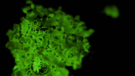 a primordial mass of the bioluminescent fungus, panellus stipticus glows steadily in the dark of night