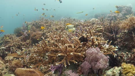 dog faced blackspotted puffer fish hunts food prey in branching corals