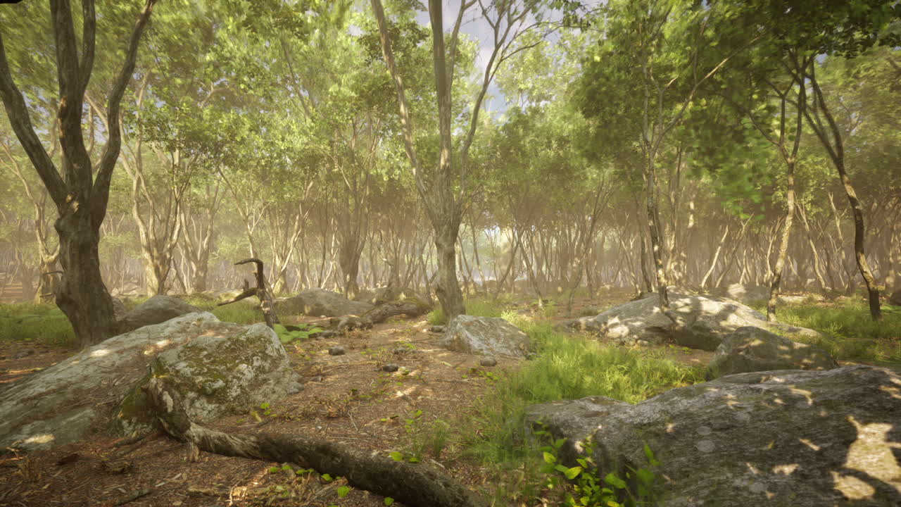Sereno paesaggio forestale con terreno roccioso e luce solare che filtra tra gli alberi
