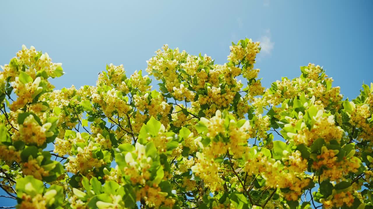 Golden linden blossoms dance slowly in the breeze beneath cloudless sky