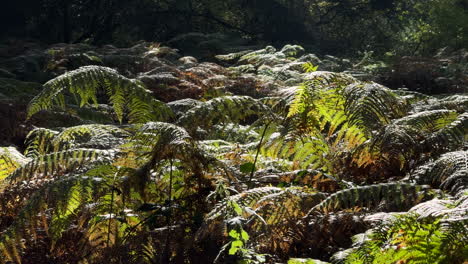 el bracken del bosque comienza a tomar los colores del otoño, warwickshire, inglaterra