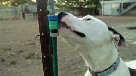 Perro-Sediento-Bebe-De-La-Fuente-De-Agua---Pestaña-De-Agua-En-El-Jardín