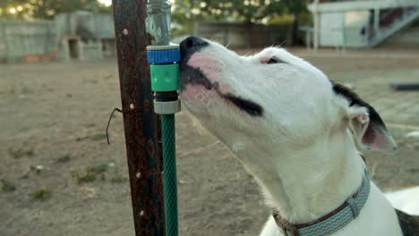 thirsty dog drinks from water fountain - water tab on garden