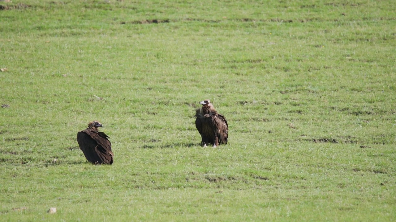 Due grifoni neri in piedi in un campo verde