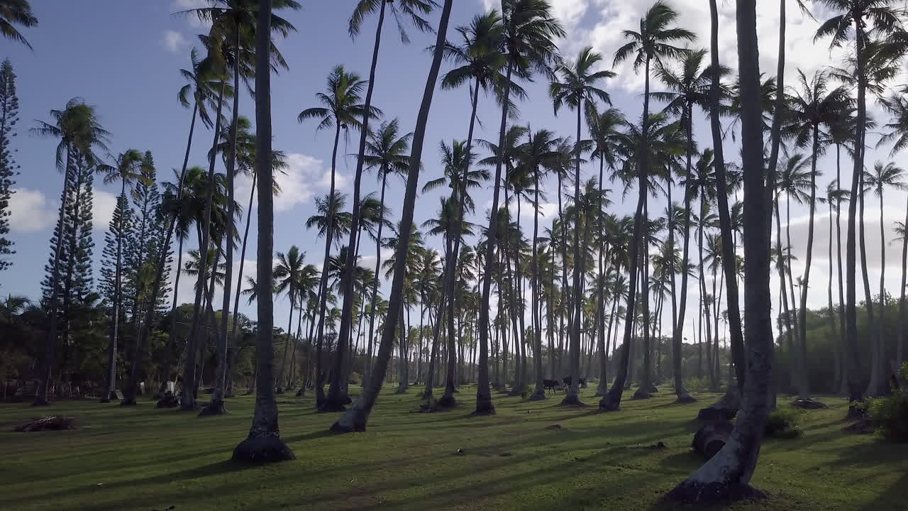 Cows in tall coconut plantation in grassland