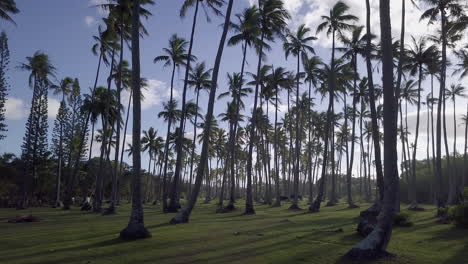vacas en plantaciones de coco alto en pastizales