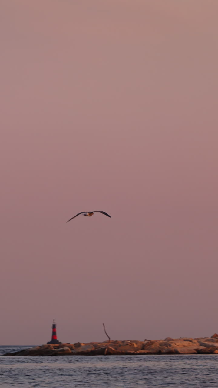 Seagull flying over the sea in Cannes, France at sunset. Vertical