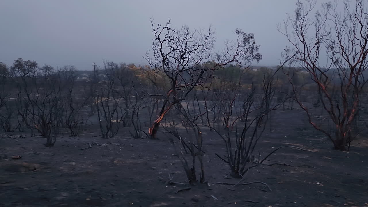 산불 여파, 산불, 죽은 나무, 검은 재, 캘리포니아