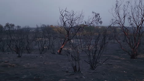 Wildfire-aftermath,-forest-fire,-dead-trees,-black-ash,-California