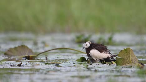 pheasant tailed jacana saving chicks from rain