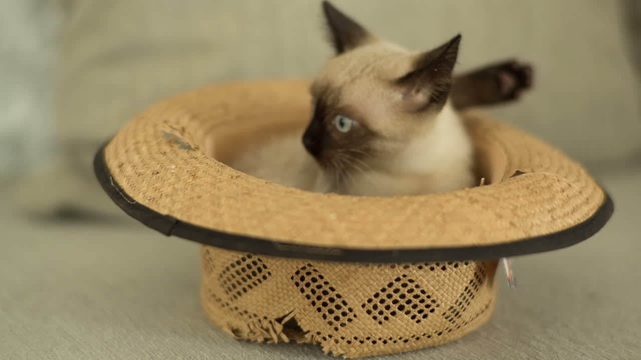 Gatto 09