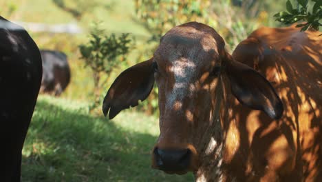 Close-up-slow-motion-shot-of-a-cow---bull-in-a-green-valley-in-Colombia