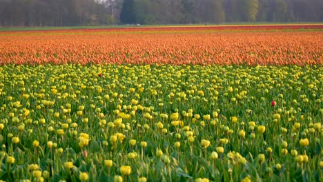 tulips in bloom on agricultural field at sunrise waving in the wind, in a wide shot