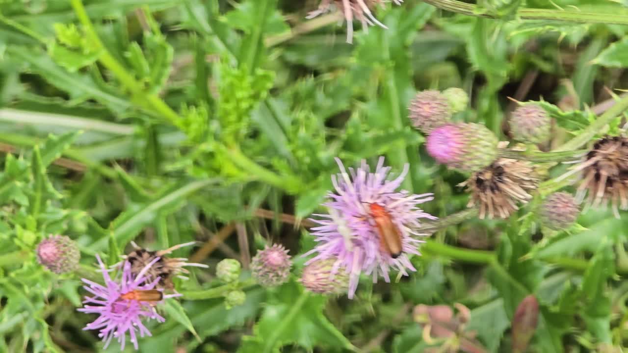 Insetti su fiori selvatici: scarabei soldato rossi raccolgono nettare su fiori di cardo viola.