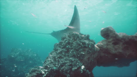 la manta raya se alimenta por encima de un arrecife de coral en las aguas azules de komodo