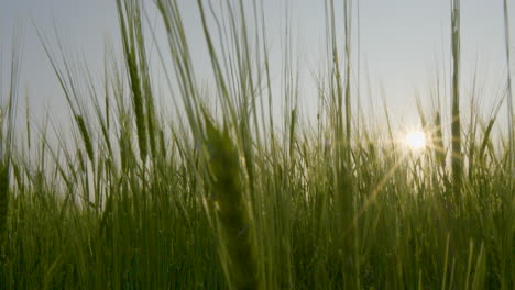 Wunderschöne-Landwirtschaftliche-Nutzpflanze-Auf-Einem-Landwirtschaftlichen-Feld,-Das-Sich-Bei-Sonnenuntergang-Im-Wind-Wiegt