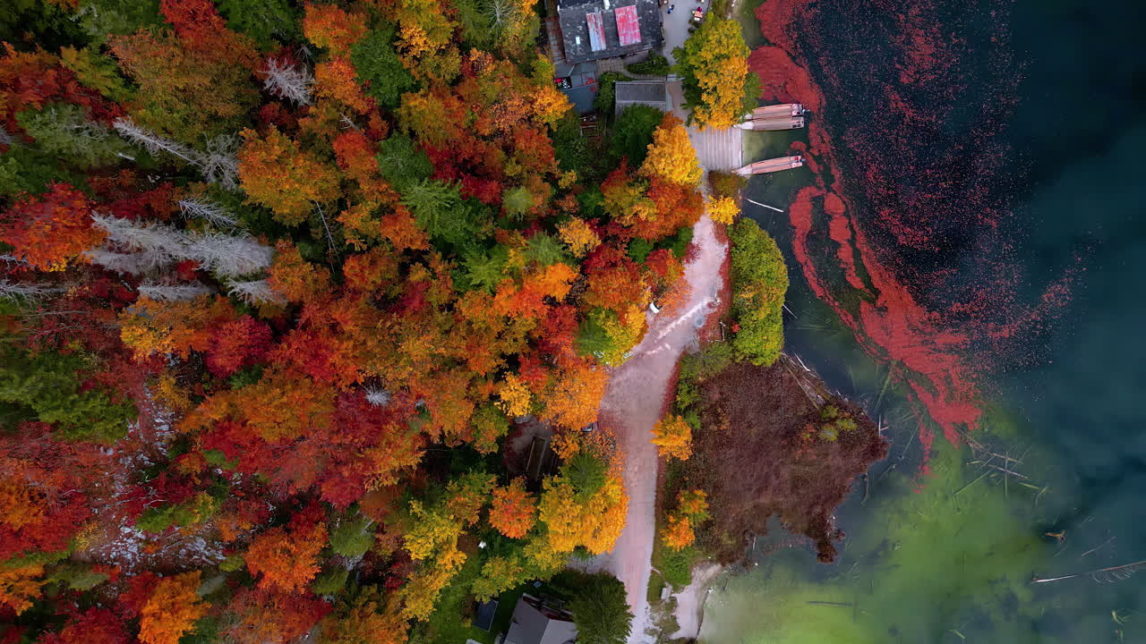 ⁇ 은 도로  ⁇ 에서 흐르는 차분한 물줄기 근처에 빨간색과 황금색 잎사귀가 있는 가을 숲의 공중 전망