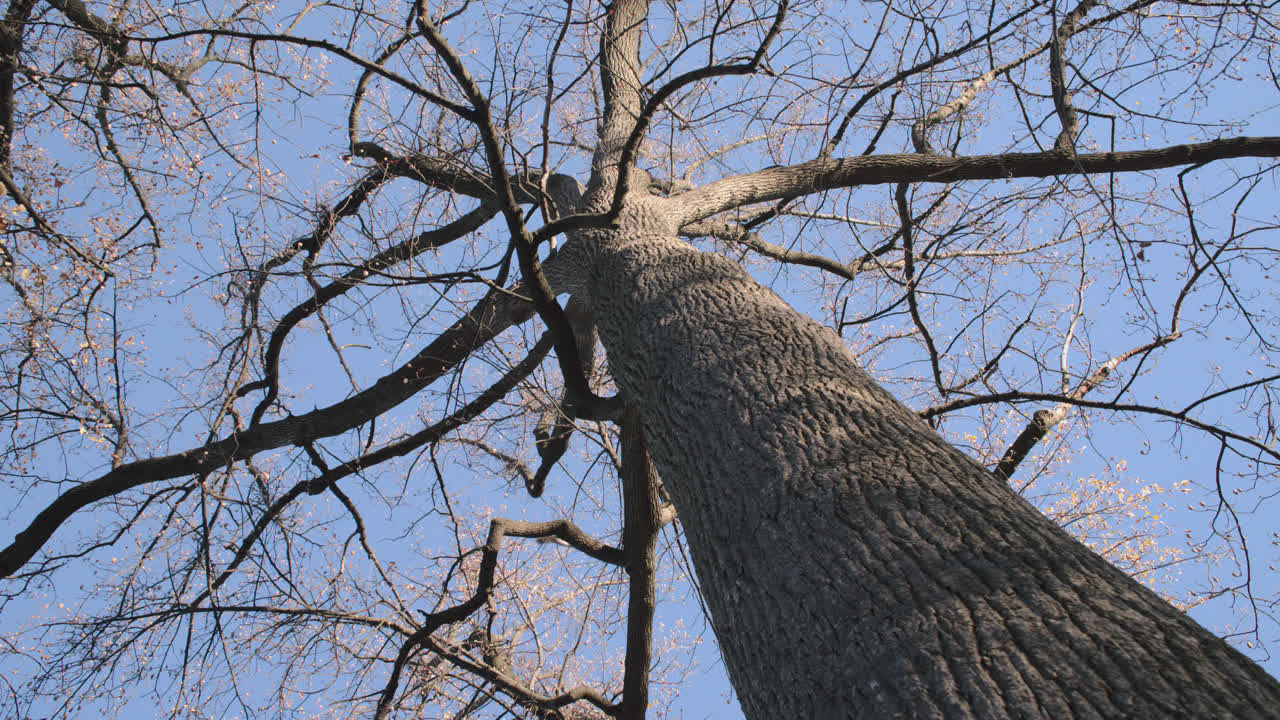 Scatto con grandangolo dal basso verso un albero. Scattato in una mattinata autunnale