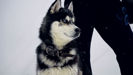 husky playing in the snow