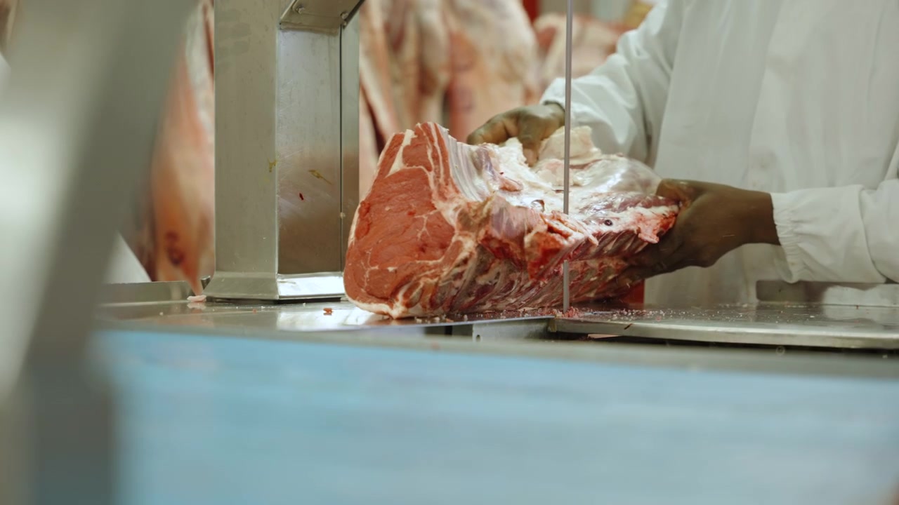 Butcher in white clothing guides a large beef rib section through a metal bandsaw on a blue table in a chilled processing hall.