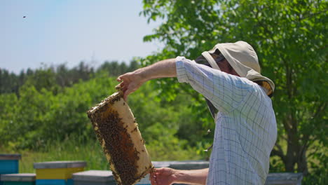 apiarist pulls the honey comb frame out of hive with bare hands. beekeeper looks at the heavy frame full of bees on it. apiary against nature background.