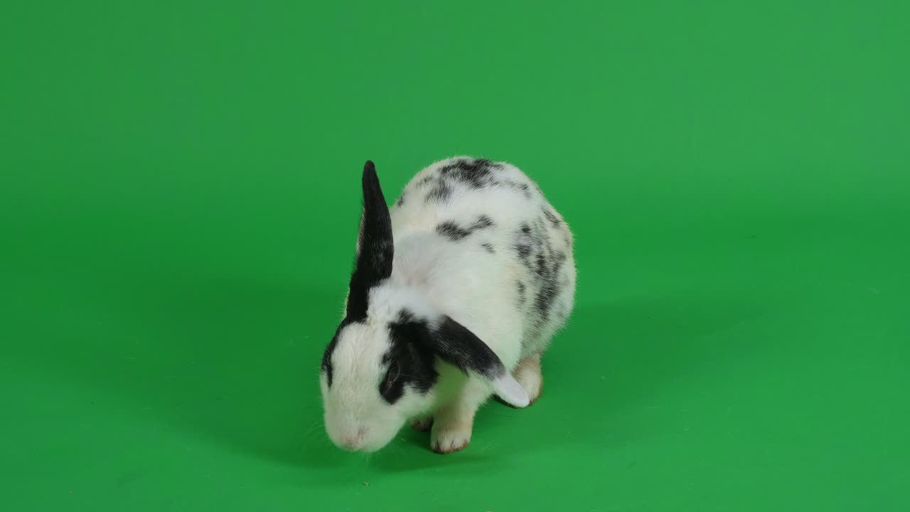 Black and White Rabbit on Green Screen