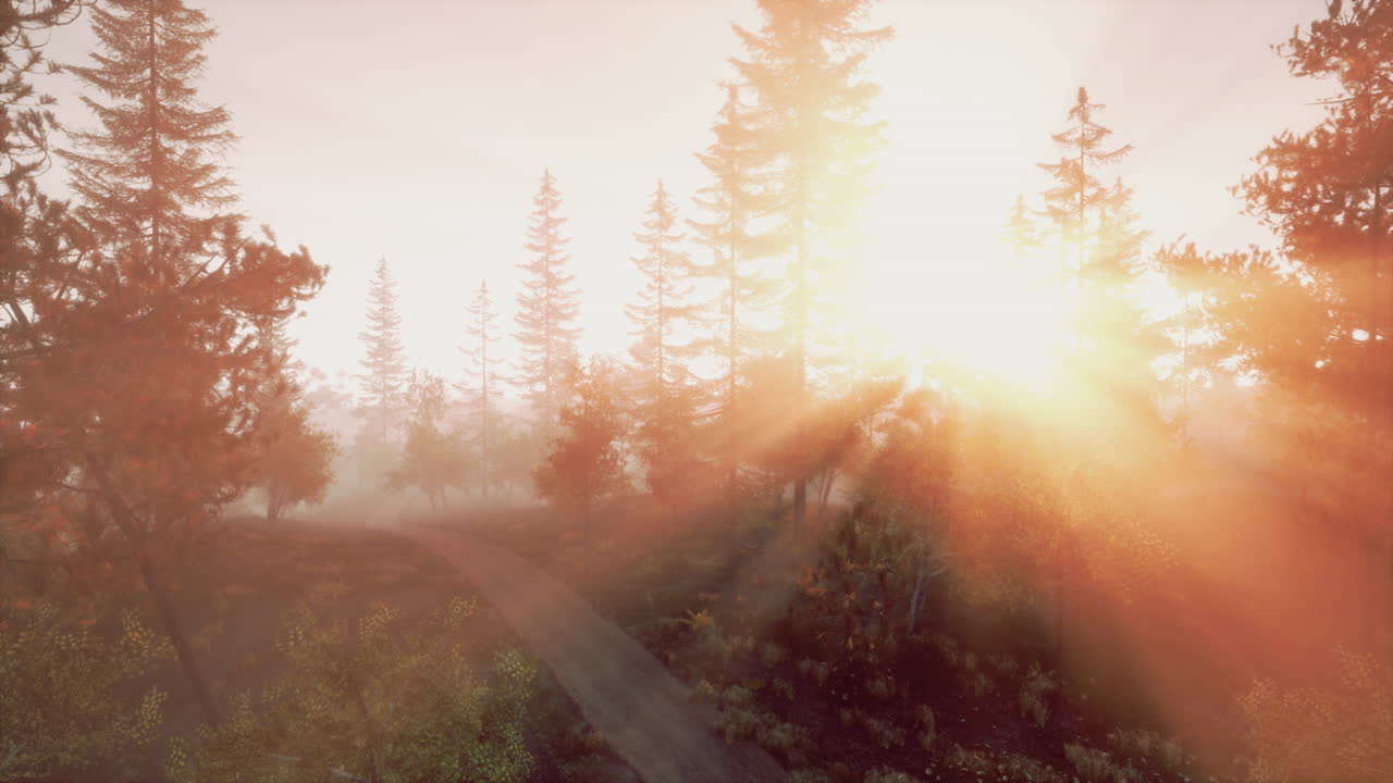 amanecer en un bosque brumoso