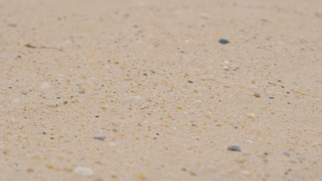 sand with shells and rocks
