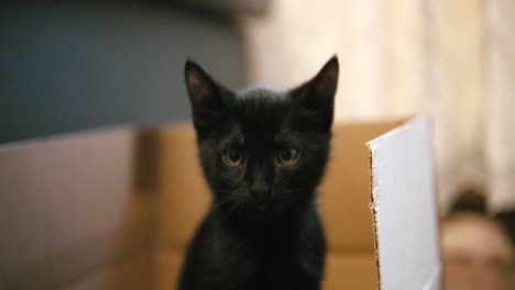 close up of black cat that stares blank into the room