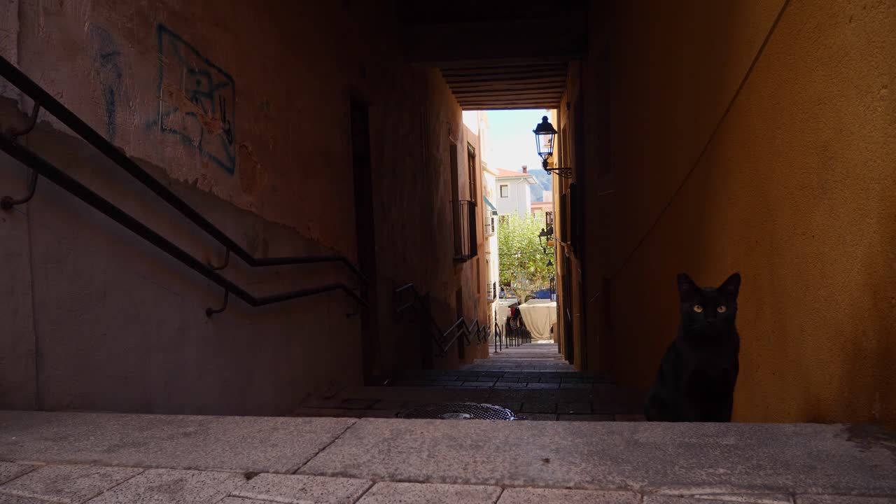 Black Cat in a Narrow Alleyway