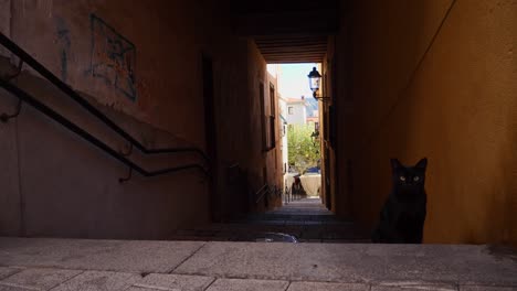 black cat in a narrow alleyway
