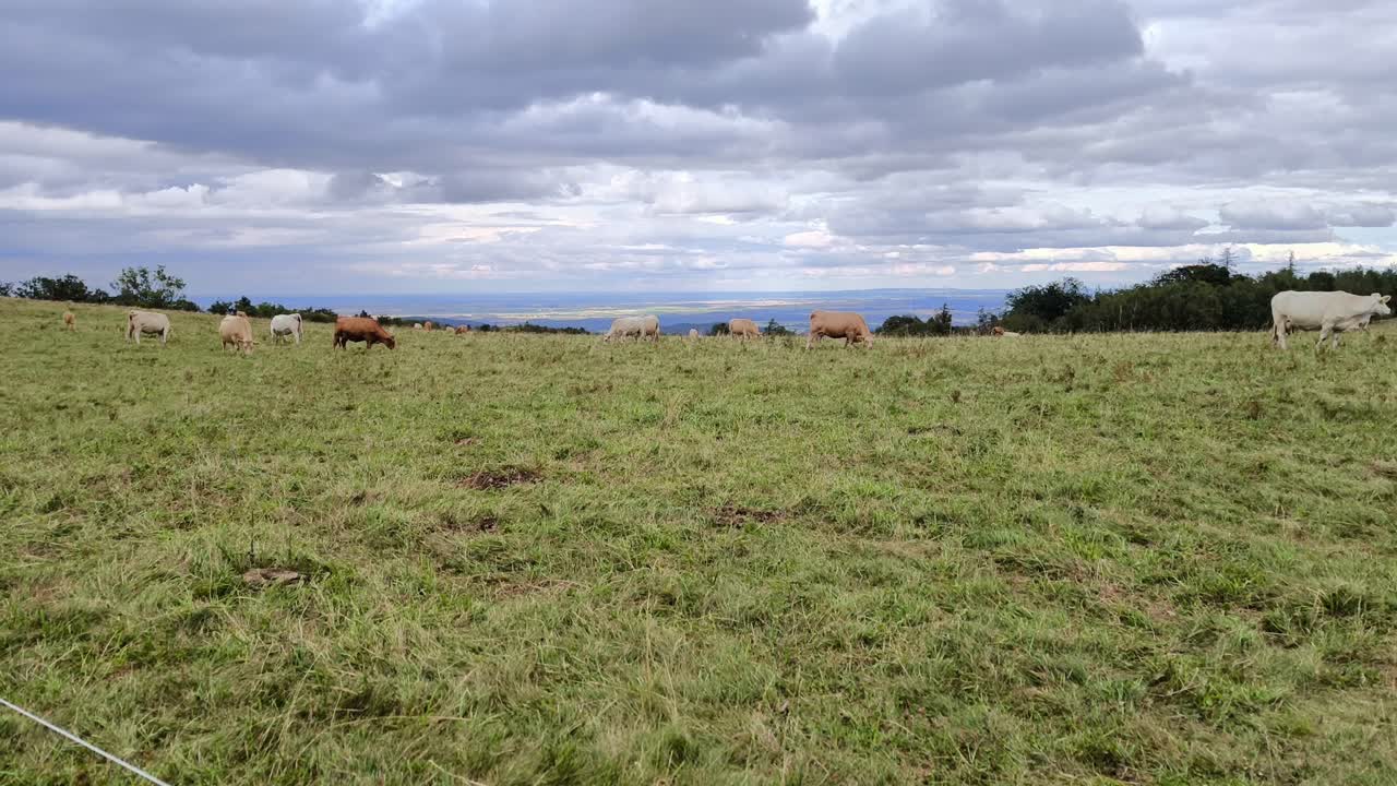 Pastagem de montanha calma com um pequeno grupo de vacas pastando lentamente em uma encosta gramada aberta sob nuvens em camadas, cena campestre serena de terras altas expressando a vida rural tranquila e a natureza intocada.