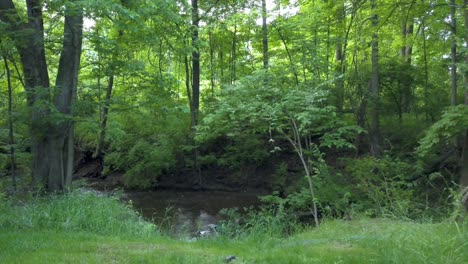 aerial shot of flowing water, river, rocks and dense trees in the woods of ohio