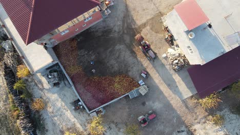 apples transferred to truck