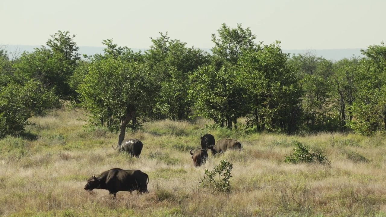Een kudde Kaapse buffels graast vredig over de open graslanden van het Kruger Nationaal Park, Zuid-Afrika